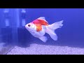 Oranda Goldfish and Ryukin Goldfish