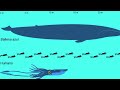 La BESTIA mas temida del OCÉANO- El mejor reportaje sobre  El Kraken