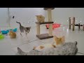 😂 A fun day with silly cat actions 😅🙀 Funny Cats Videos 😂😹