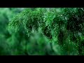 Gentle Rain Drops Sound on Leaves | Perfect for Sleep, Relaxation, Insomnia, PTSD