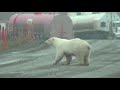 Polar Bear in Deadhorse, AK