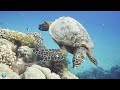 🐠 Sea Animals With Relaxing Music - Rare & Colorful Sea Life Video #6