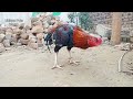 Aseel Roosters | Aseel Murga | Seval | Asil Roosters Video | Landfowls | A One Aseel