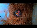 Bluebird hatchlings day 0, so tiny, mama feeds one.