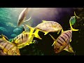 The Best 4K Aquarium 🐠 Exotic World Of Marine Reptiles And Coral Reefs With Soothing Music