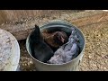 Chickens and Ducks Morning Routine