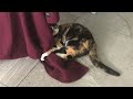 Cat Playing With Coat