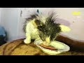 We have never seen so many fleas! Rescue a kitten. The kitten is looking for a home! SANI vlog