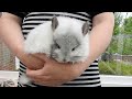 5 THINGS CHINCHILLAS HATE