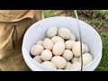 It’s really weird!Amazingly, a farmer picked a lot of duck eggs on the grass near the village.