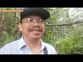 Burung tewas membusuk//periksa jebakan tupai di hutan Sibu Sarawak(episod 19)