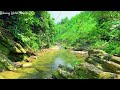 Soothing Nature Sounds, Birds Singing, Gentle Stream Sounds, Sound for Sleep, Relaxation, Meditation