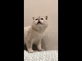 Cat sound to attract cats🙀realistic multiple meows