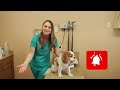 How to get your dog to eat! | Veterinary Approved