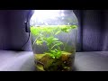 Is it possible to create a shrimp colony in a jar? PART 2- results