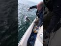 Tope shark fishing 2/6/24