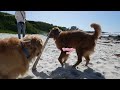 Life with 2 Goldens | E-bike and Side Car with the Dogs! | Dog-Friendly, Carmel-by-the-Sea