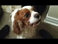 Cavalier King Charles spaniel Rusty asks to go for a walk