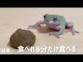 【総集編】イエアメガエルのみずまんじゅう伝説【非公開映像放出】