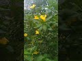 Adipoli buttercup plant damina  plant yellow morning plant care  propagation & growing&fertilizer
