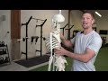 Fix Inner Elbow Pain (Golfer's Elbow) with 1 Easy Exercise