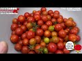 【家庭菜園の夢】1株で1000個以上のミニトマトが収穫出来る最強バケツ水耕栽培｜種まきから収穫まで解説