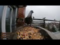 ✨🎄 Festive Feathers: Christmas with the BEST Pigeons I could wish for!🎄✨ #like #christmas #subscribe