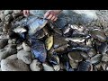 Rekor ...❗Jala Ikan Di Sungai Air Keruh Panen Ikan Nilem Sampai Kuwalahan  / Best net fishing