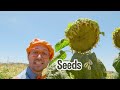 Blippi Learns About Good for You Foods | Kids Cartoon Show | Toddler Songs | Healthy Habits for kids