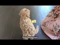 2 Month Old Cavapoo Compilation