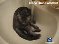Some funny cat videos 30 sec