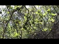 San Lucia Foothills Under an Oak Scrub Canopy in Spring