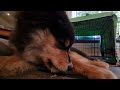 POV: your leg is now a plate for a 5 month old Finnish Lapphund puppy