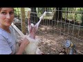 How to Butcher a Rabbit - Details + Tips & Tricks | Creme d'Argent meat rabbits