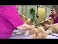 GROOMING tips for a CAVALIER KING CHARLES spaniel. How to control shedding and get a flat coat.