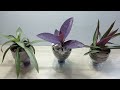 plastic bottle crafts || used bottle flower pots || DIY plastic bottles