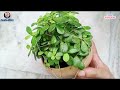 Jade Plant Round Topiary Simple and Easy / How to make miniature Jade bonsai in a bowl #amritashaw