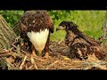 5-Week Eaglet Swallows 1/2 Fish - Decorah Eagles