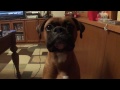 Boxer dog talking