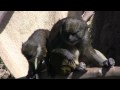 Monkeys at the San Diego Zoo (in HD)