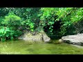 Sounds of Clear Water, Green Forest and Chirping Birds Helps Sleep Better, Relaxing Water Sounds