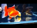 3자 금어수조 청소하는 법, 난주 오란다 물멍 Cleaning up 50gallon goldfish tank and zoning out staring at the goldfish