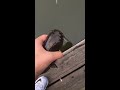 Catfish release in slow mo