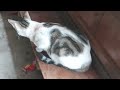 Confused Kittens Mistakenly Run After People, thinking their Owner has Returned! 2
