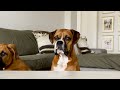 PUPPY TASTE TEST 🤣🫐🧀 Funny Dog ASMR