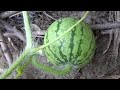 아기 수박이 열린모습..种植西瓜.. Growing Watermellon..수박재배하기......Jeonju ...全州市....North Jeollado...全羅北道....KOREA