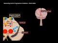 Mesencephalon (Midbrain) - External & Internal structures + QUIZ | Anatomy