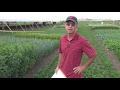 Cover Crops: 16 demonstration plots and their seed mixes