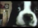 Boston Terrier Attacks Camera--Barking Version