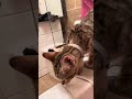 Bengal cat in bath